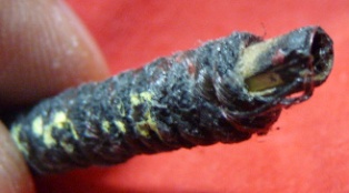 ตะกรุดเถาวัลย์หลงพันดง (ใช้้ด้านเสน่ห์อย่างเดียว) พระอาจารย์แก้ว สาริกา