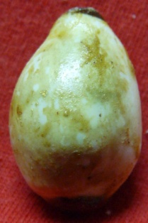 เบี้ยแก้ พระอาจารย์ประสูติ วัดในเตา