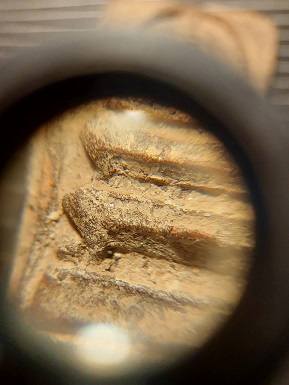 สมเด็จเนื้อผงว่าน