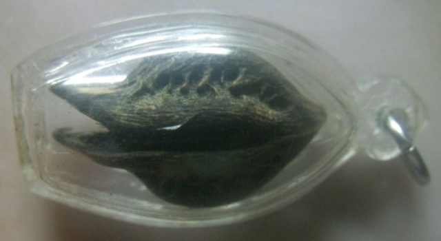 **เบาๆ**พญาเล็บครุฑ เครื่องรางไม้มหามงคล มหาอำนาจ ที่มีลักษณะเป็นเล็บ เหมือนเล็บพญาครุฑ**เลี่ยมสวย